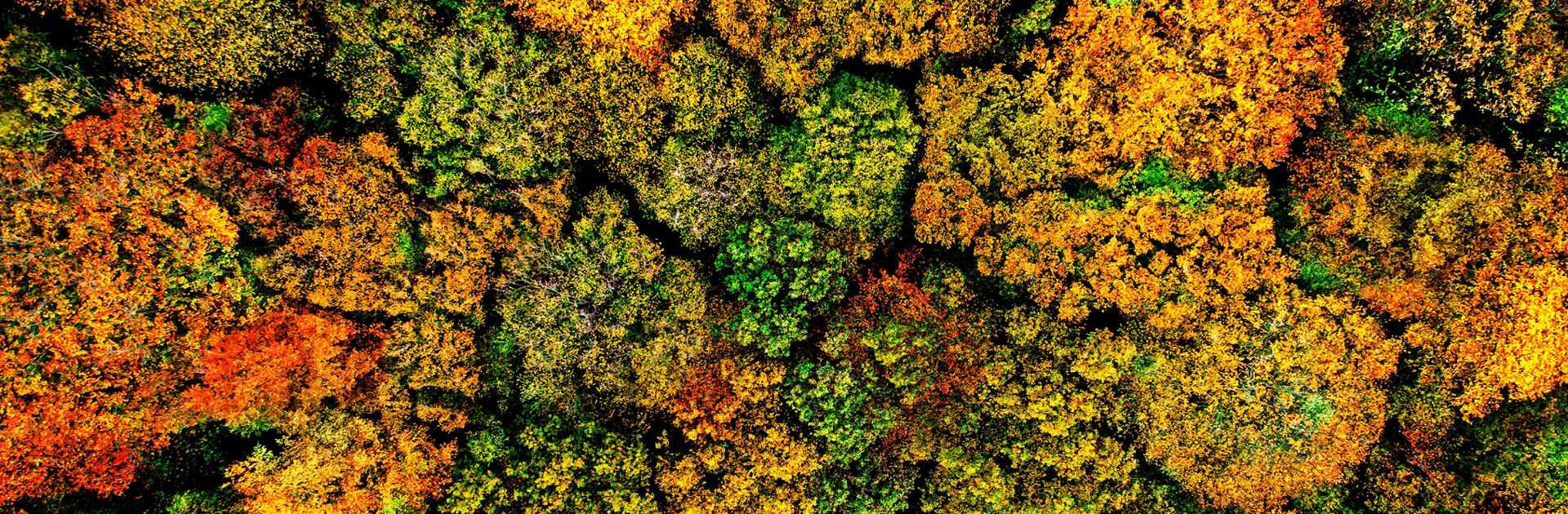 Herbstlandschaft Holz von oben